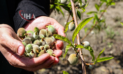 Adana Çukurova'da Bahar Müjdesi: Sert Çekirdekli Meyveler Olgunlaştı