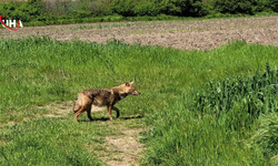 Edirne İpsala'da Nesli Tehlikedeki Çakal Tarlada Görüntülendi