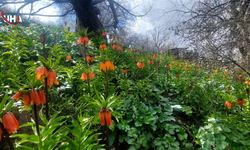 Siirt'te Koruma Altındaki Ters Laleler Çiçek Açtı