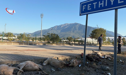 Muğla'da Motosiklet Koyun Sürüsüne Çarptı, 8 Koyun Öldü