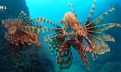 Akdeniz’de "İstilacı" Alarmı: Besin Zincirinde Enerji Çıkmaza Girdi