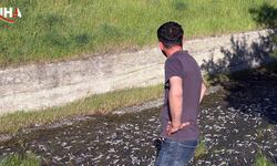 Tekirdağ'da Toplu Balık Ölümü: Tarımsal Sulama Göletinde İnceleme