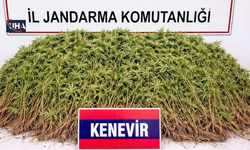 Zeytinlik Görünümlü Kenevir Tarlası: 208 Kök Ele Geçirildi