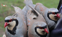 Erzurum Oltu’da Yaban Hayatı Takibi: 350 Keklik Halkalandı