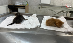 Kanala Düşen Yavru Kediler Kalp Masajıyla Hayata Döndü