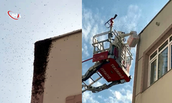 Tekirdağ'da Oğul Veren Arılar Paniğe Yol Açtı