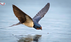 Antalya'da 3 Günde 120’nin Üzerinde Kuş Türü Kaydedildi