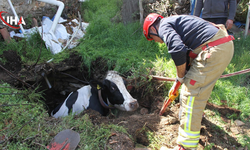 Kuyuya Düşen Gebe İnek Kurtarıldı