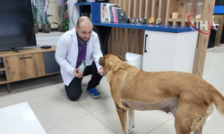 Ankara Esat’ın Patili Dostlarına Yeni Soluk: Metropol Veteriner Kliniği Güven Veriyor