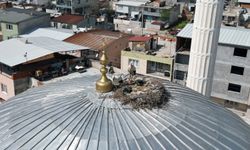 6 Yıllık Gelenek Bozulmadı: Leylek Çifti Geri Döndü