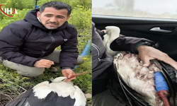 Göç Yolundaki Leylek Tüfekle Vurularak Yaralandı