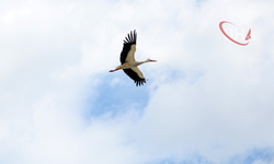 Baharın Misafirleri Geldi: Leyleklerde Yuva Kurma Telaşı Başladı