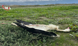 Göç Yolunda Katliam: 5 Leylek Tüfekle Vuruldu