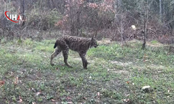 Doğanın Gizli Dünyası Aralandı: Yaban Hayatı Fotokapana Yakalandı