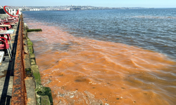 Tekirdağ'da Deniz Turuncu Renge Büründü