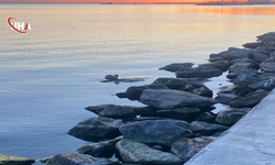 Zonguldak Sahillerinde Sevimli Anlar: Su Samurları Ortaya Çıktı