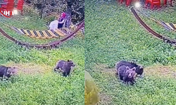 Karabük’te Aç Kalan Yavru Ayılar Yerleşim Yerine İndi