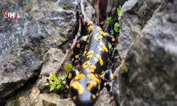 Erzincan Kemaliye'de Nesli Tehlikedeki Semender Görüntülendi