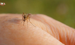 Antalya'da Sivrisinek İstilası Kapıda