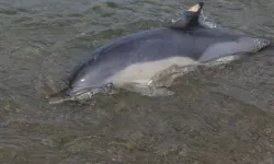 Trabzon’da Ölü Yunus Karaya Vurdu