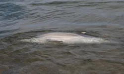 Trabzon’da Ölü Yunus Karaya Vurdu