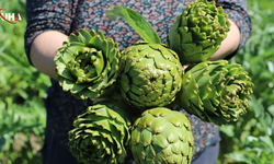 Enginarın Başkenti İzmir’de Hasat Sürüyor