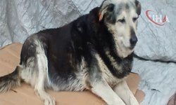 Göz Göre Göre Ezip Geçti: Pakize İsimli Köpek Hayatını Kaybetti