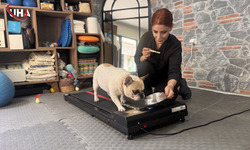 Ankara'nın Pilates Yapan Köpeği Ori Zayıflıyor