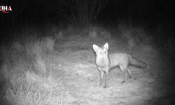 Kampüste Yaban Hayatı: Trakya Üniversitesi'nde Gizli Misafirler Görüntülendi