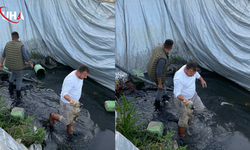 Aydın'da Sulama Havuzuna Düşen 5 Yavru Köpek Kurtarıldı