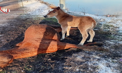 Ardahan’da Yürek Burkan Manzara: Tay, Ölen Annesinin Başından Ayrılmadı