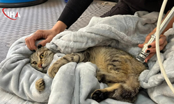 Patilere Hayat Veren Tedavi:3 Engelli Kedi Fizik Tedaviyle Yürümeye Başladı