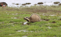 Bingöl’de Bitkin Halde Bulunan Porsuk Koruma Altına Alındı