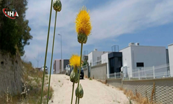 Tülüşah Bitkisi Yok Olma Tehlikesiyle Karşı Karşıya Kaldı