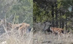 Kastamonu’da Koruma Altında Bulunan Vaşak Görüntülendi