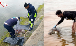 Tekirdağ Sahilinde İkinci Caretta Caretta Alarmı: Bir Hafta İçinde İkinci Ölüm