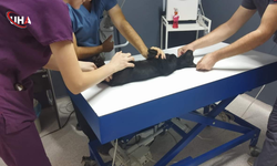 Edirne'de Sokak Kedisini Tüfekle Vuran Şüpheliye 5 Ay Hapis Cezası