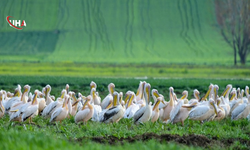 Göç Yolundaki Pelikanlar Boğazköy Barajı’na İndi