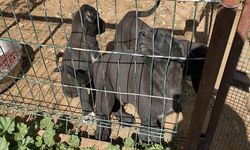 Yavru Köpeklere Zarar Veren Kişiye 327 Bin TL Ceza