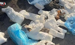 Kedi Ölümleri Soruşturmasında Bir Kişi Gözaltına Alındı