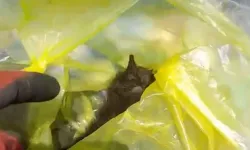 Muğla’da Çöpe Atılan 3 Yavru Kediden Sadece Biri Hayatta Kaldı