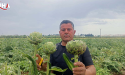 Hataylı Mustafa Demir Reyhanlı’da Enginar Üretimi Yaptı
