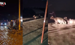 Hatay’da Bayram Öncesi Hayvan Pazarını Ve Evleri Su Bastı