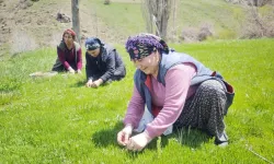 Jiletle Toplanıyor, Yüksek Fiyata Satılıyor: Sivas’ta Hasat Hareketliliği