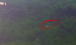 Tekirdağ Kıyılarındaki Zehirli Pusula Deniz Anasına Dikkat