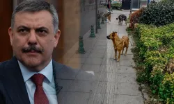 Sokak Hayvanları İçin Kritik Eşik: Bakan Çiftçi Tarih Verdi, Belediyeleri Uyardı