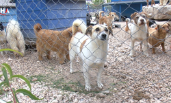 Pandeminin Heves Bedeli: Sokaklar Terk Edilen Cins Köpeklerle Doldu, Barınaklarda Yer Kalmadı