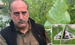 Caligo Cinsi Kelebek İlk Kez Erzurum'da Görüntülendi