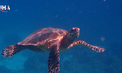1,5 Milyon Caretta Denize Kavuştu