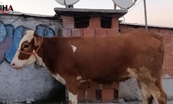 Bursa'da Bir Vatandaş Kurbanlık Boğayı Terasında Kesti